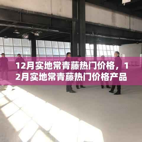 12月实地常青藤热门价格及全面评测与介绍