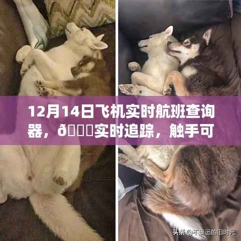 触摸航空科技新时代,12月14日飞机实时航班查询器引领航空追踪新潮流