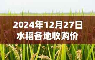 水稻各地收购价实时更新（最新日期，2024年12月27日）