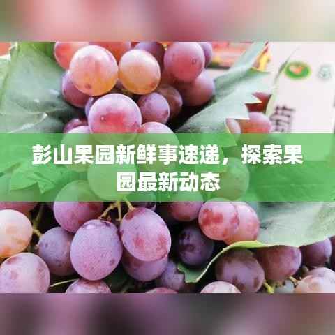 彭山果园新鲜事速递,探索果园最新动态