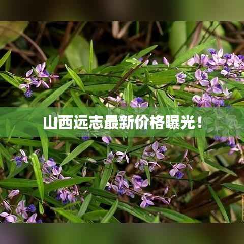 山西远志最新价格曝光!