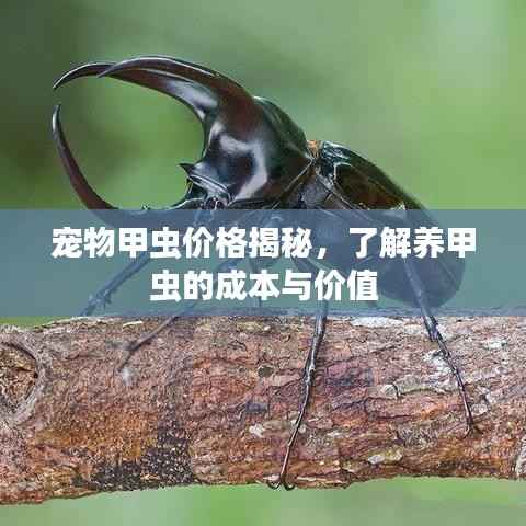 宠物甲虫价格揭秘,了解养甲虫的成本与价值