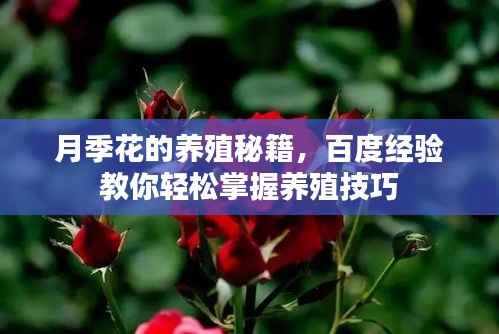 月季花的养殖秘籍,百度经验教你轻松掌握养殖技巧