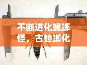 不断进化蟑螂怪,古蟑螂化石