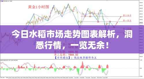 今日水稻市场走势图表解析,洞悉行情,一览无余!