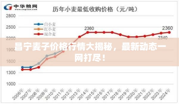 昌宁麦子价格行情大揭秘，最新动态一网打尽！
