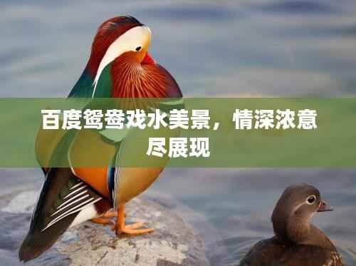 百度鸳鸯戏水美景,情深浓意尽展现