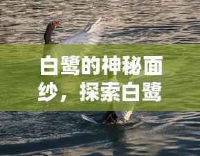 白鹭的神秘面纱，探索白鹭的详细资料