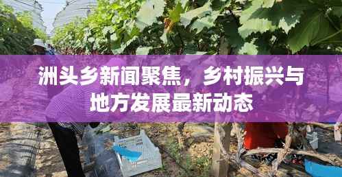 洲头乡新闻聚焦，乡村振兴与地方发展最新动态