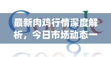 最新肉鸡行情深度解析,今日市场动态一网打尽